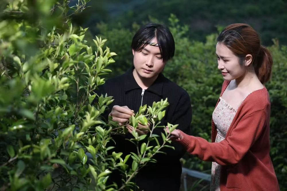 微电影《烟雨思蒙》中男女主角在油茶林间的剧情画面